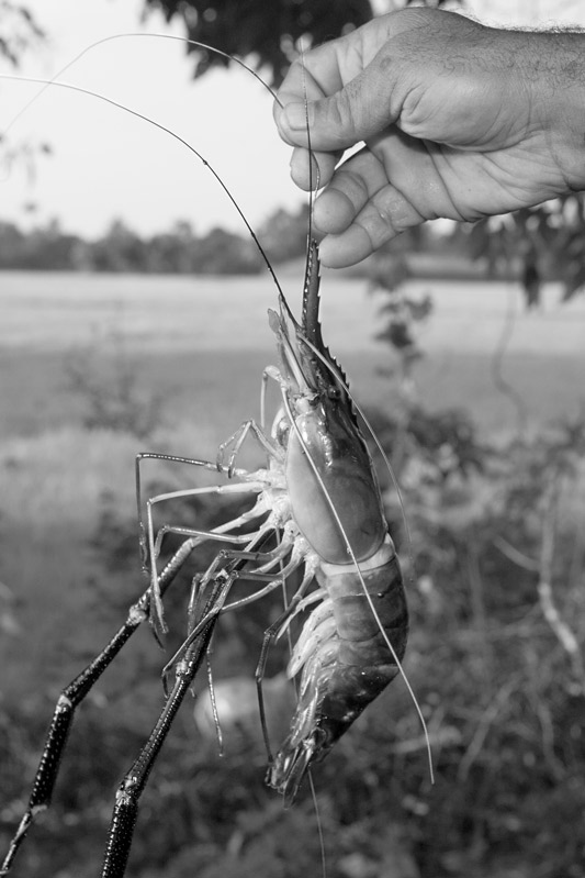 Livelihoods below the Sea Level in Kuttanad, Alappuzha district, Kerala - giant freshwater prawn occuring naturally in Vembanad Lake and also farmed locally
